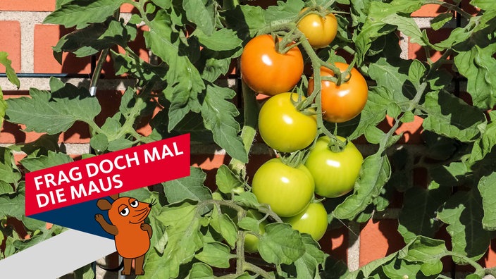 Reife und unreife Tomaten hängen am Strauch