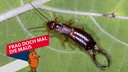 Gemeiner Ohrwurm (Forficula auricularia) auf einem Blatt, Männchen mit langen Hinterleibszangen