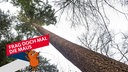 Waldtraut, höchster Baum in Deutschland. Archivfoto vom01.04.2023, Freiburg im Breisgau.