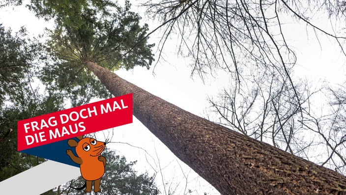 Waldtraut, höchster Baum in Deutschland. Archivfoto vom01.04.2023, Freiburg im Breisgau.