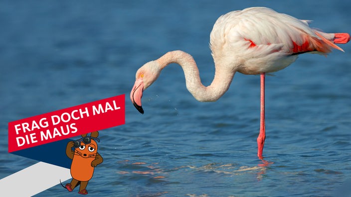Wieso stehen Flamingos auf einem Bein?