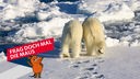 Zwei Eisbären von hinten gesehen laufen über Eis und Schnee