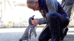Tiertrainerin Katja Elsässer mit Pinguin Chester "Paul" 