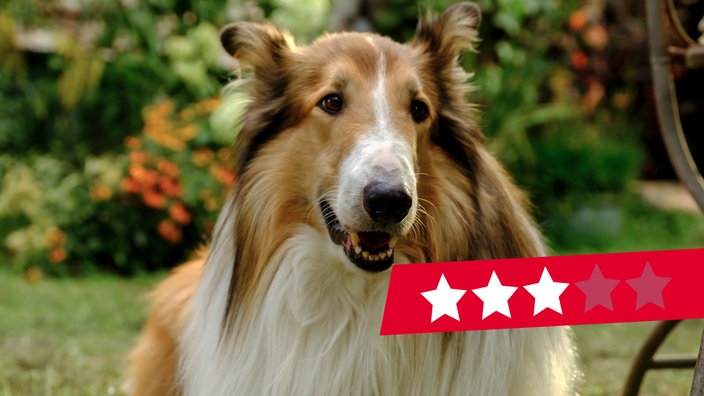 Szene aus dem Film "Lassie - Ein neues Abenteuer"