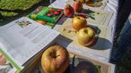 Bestimmungshilfe gibt es bei den Pomologen - den Apfelkundlern