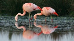 Flamingos im Zwillbrocker Venn