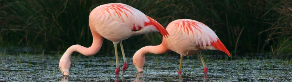 Flamingos im Zwillbrocker Venn