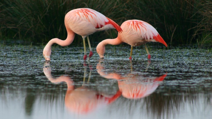 Flamingos im Zwillbrocker Venn