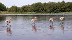 Flamingoküken im Zwillbrocker Venn
