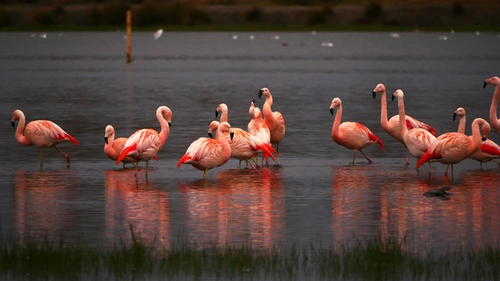 Flamingos im Zwillbrocker Venn