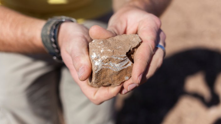 Fossilienacker in Netersheim: Männerhände präsentieren einen fossilen Fund