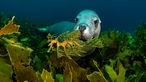 Ausstellung "Planet Ozean": Großer Fetzenfisch und Australischer Seelöwe