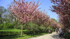 Kirschblüte Rombergpark in Dortmund