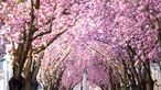 Bonn: Die römische Jupitersäule unter blühenden Kirschbäumen auf der Heerstraße