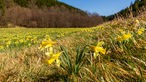 Narzissenwiese in Nationalpark Eifel mit wilden Gelben Narzissen 