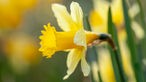 Wilde Narzisse (Narcissus pseudonarcissus) im Nationalpark Eifel