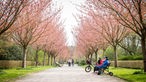Kirschblüte im Rombergpark in Dortmund