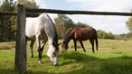Senner Pferde (Pferderasse) grasen auf einer Weide bei Hövelhof