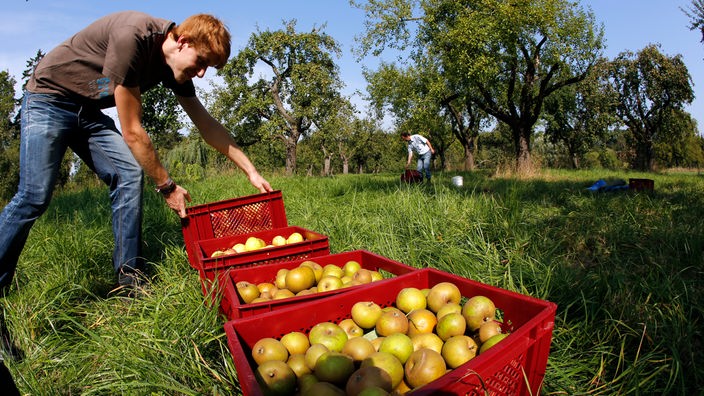 An den Streuobstwiesen kann man Obst und Nüsse sammeln