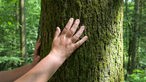 Hände auf der Rinde eines Baumes