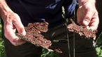 Waldbaden - Hände halten Stücke von Baumrinde