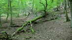 Wildnis-Trail im Nationalpark Eifel