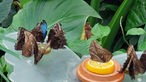 Schmetterlinge im Maximilianpark Hamm