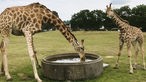 Safariland Stukenbrock: Giraffenbaby Luna mit Giraffenmama Della