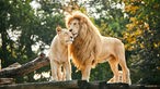 Safariland Stukenbrock: weiße Löwen