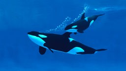 Schwertwal, auch Orca oder Killerwal (Orcinus orca): Ein Kalb schwimmt neben seiner Mutter. 