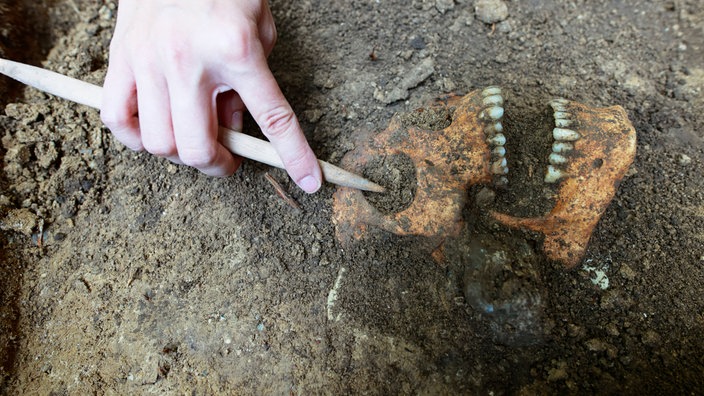 Ein Schädel wird von einer Archäologin an der Ausgrabungsstätte freigelegt auf dem ehemaligen Galgenberg bei Ausgrabungen des Landesamts für Denkmalpflege und Archäologie (LDA) Sachsen-Anhalt am 05.09.2024.