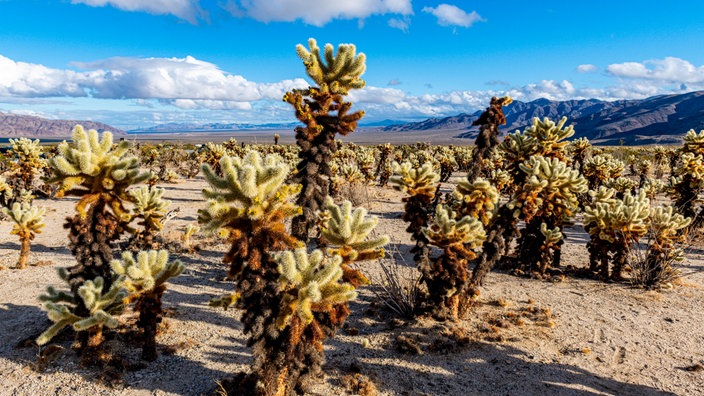 Neues Naturschutzgebiet in Kalifornien: Chuckwalla National Monument