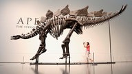 Ein 150 Millionen Jahre alter Stegosaurus vor einer vor einer weißen Wand mit der Aufschrift "Apex - The Stegosaurus" bei Sotheby's in New York City im Rahmen einer Medienvorschau.