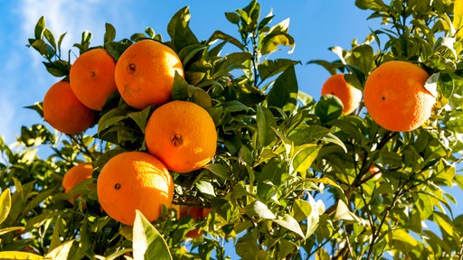 Reife Orangen an einem Orangenbaum.