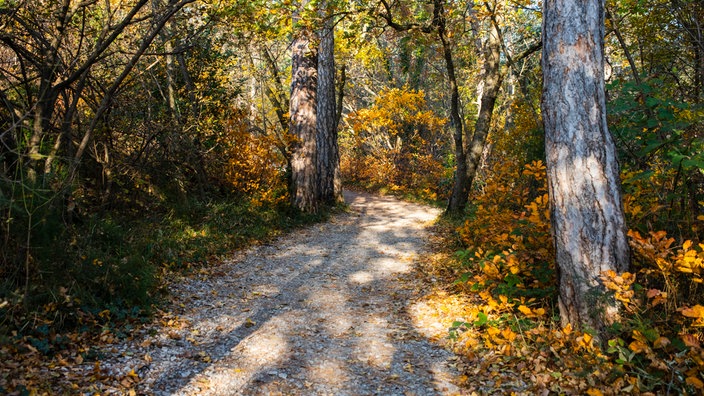 Rilke-Pfad in herbstlichem Wald