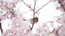Ein Vogel sitzt inmitten blühender Kirschblütenbäume am