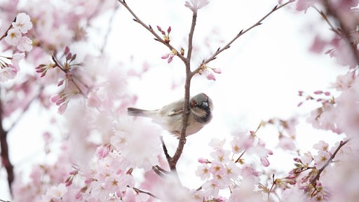 Ein Vogel sitzt inmitten blühender Kirschblütenbäume am