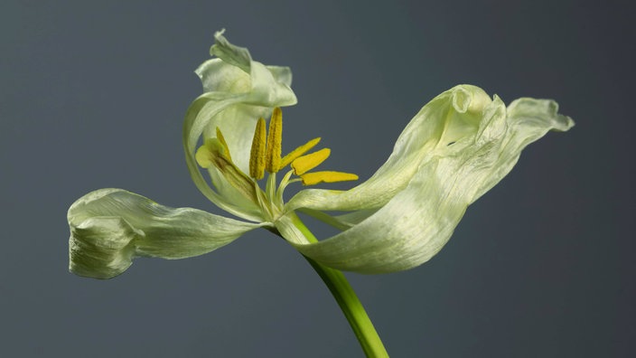 Vergänglichkeit, Tulpe