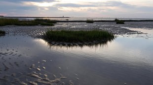 Seegras im Watt bei Ebbe an der Nordseeküste