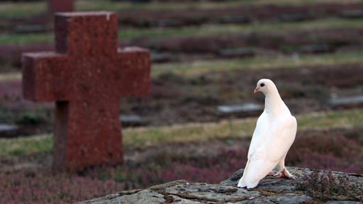 Eine weiße Taube sitzt vor einem Kreuz