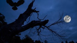 Ein Uhu landet auf meinen toten Baum, gruselige Atmosphäre, Vollmond, Nacht, Wald