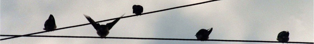Vögel sitzen auf einer Telefonleitung vor bedecktem Himmel.