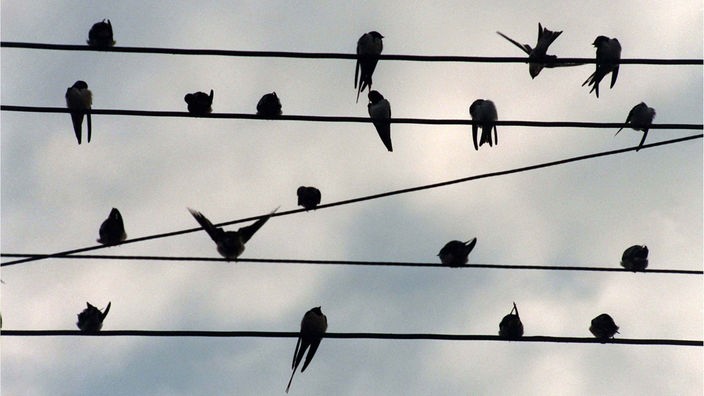 Vögel sitzen auf einer Telefonleitung vor bedecktem Himmel.