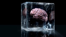 Studioaufnahme eines in Eiswürfel eingefrorenen menschlichen Gehirnmodells.