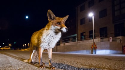 Ein Fuchs steht nachts in einer beleuchteten Stadt.