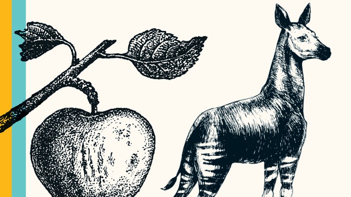 Illustration eines Okapis neben einem Apfel in schwarzweiß vor buntem Hintergrund. 