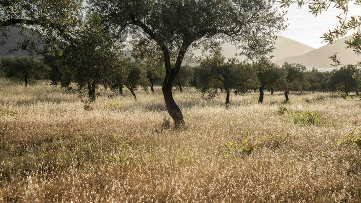 Kultur-Olivenbaum, im Hintergrund Olivenhain