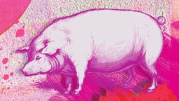 Illustration: Ein pinkes Schwein vor pinkem Hintergrund.