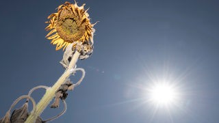 Eine vertrocknete Sonnenblume steht vor einem blauen Himmel, daneben scheint die Sonne.