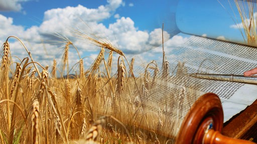 Ein reifes Kornfeld und eine Torarolle